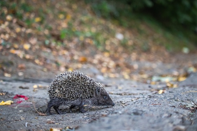 A历史上不 A历史上不