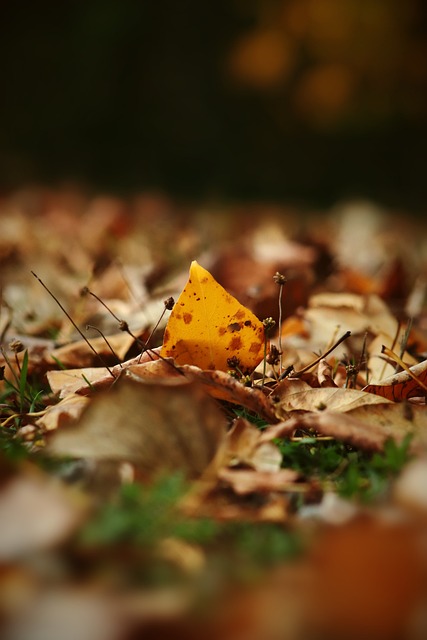 高歌猛进 高歌猛进